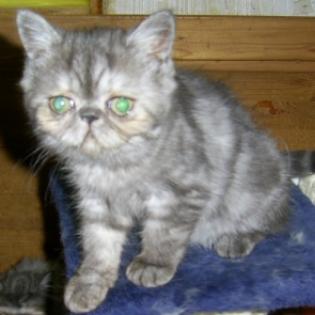 Wunderschöne reinrassige Exotic-Shorthairbabys