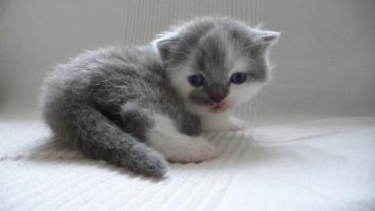 BKH und BLH Kitten mit Stammbaum