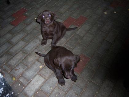 Super-süße schwarze Labrador Mischlingswelpen