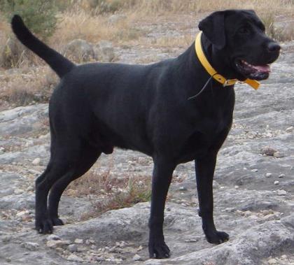 Labrador Deckrüde Multi Champion FCI Papiere HD/ED frei.