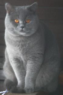 Lieber BKH Deckkater