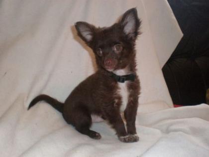 Wunderschöne Chihuahua Welpen in seltenen Farben schoko silber blue merle und sc