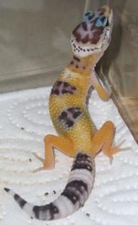 Leopardgeckos abzugeben Tremper Albinos Hybinos High Yellow und Hypo
