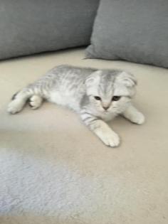 BKH Scotish Fold Kitten