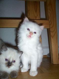 Edelkatzen-Ragdoll Kitten Abzugeben