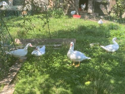 Warzenenten weiß Enten