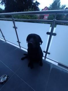 Ein Deckrüde Labrador Golden Retriever