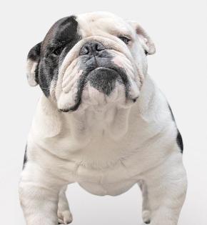 Hurra unsere Englischen Bulldoggen dürfen bald mit Ihnen die Welt entdecken.