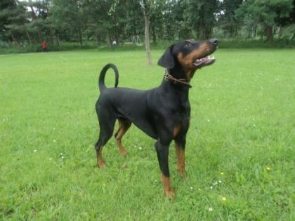 DECKRÜDE - Wunderschöner reinrassiger kräftig gebauter Dobermann bietet sich a
