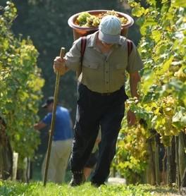 Professionelle Vermittlung von Erntehelfer aus Rumänien