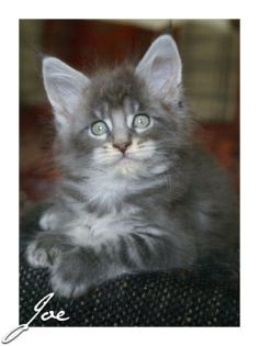 Wir haben typvolle verschmuste Maine Coon Babys