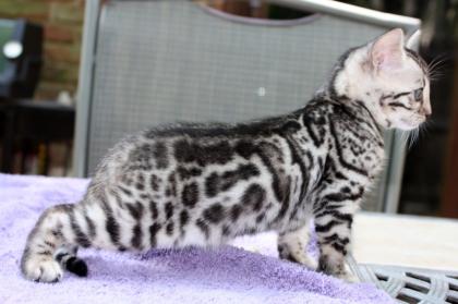 Rarität - silber Bengal Kitten US-Import