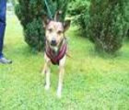 Paci 4 J. sucht weiches Körbchen u. liebe Familie