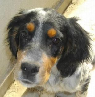 Lakis. ein Hundebaby das durch die Hölle ging - wir brauchen Hilfe