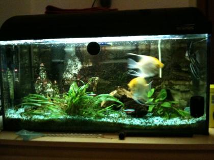 60L Aquarium mit Besatz