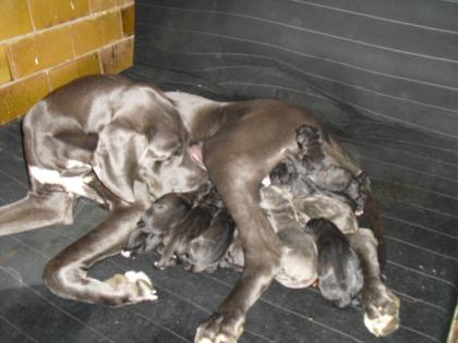 Deutsche Doggen Welpen / Blaue und Schwarze o. Papiere / Potsdam-Mittelmark