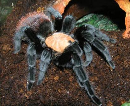 Brachypelma ruhnaui selten und groß