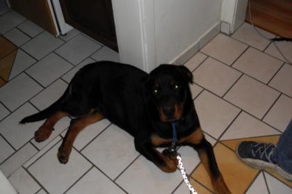 Rottweilerhündin 7Monate zu Verkaufen