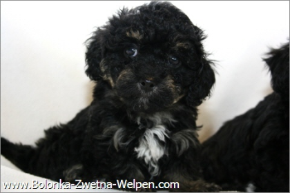 Bearded Collie Welpen ab sofort zur Abgabe