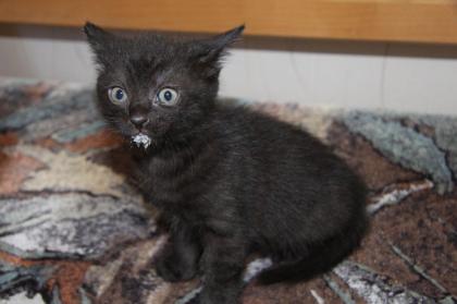 3 Süße Kitten suchen neues zuhause