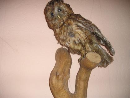 Sehr schöne paparierte Eule auf Holzstamm