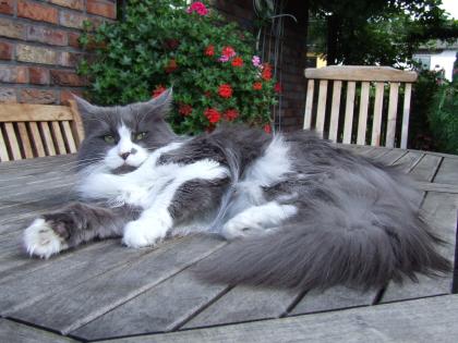 . Hübsches Maine Coon Mädchen BLUE WHITE kastriert .