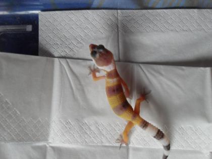 Biete Leopardgeckos NZ 2022