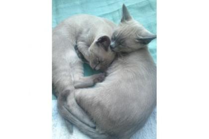 Tonkanesen - Kitten in der Farbe Blue mink