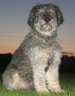 Unser Hütehund-Schnauzer-Mix Bootsmann sucht Hündin zum verlieben