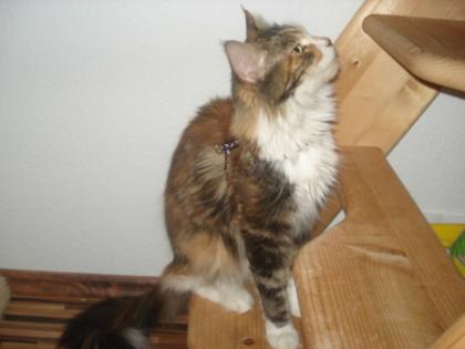 Dreifarbige süße Maine Coon Kätzin