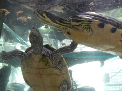 2 Wasserschildkröten zu verschenken