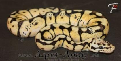 Python regius - Falls ich Ihr Interesse an diesen wunderschönen Ti