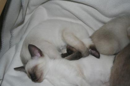 Bildhübsche Siam- Thai Kitten ab sofort abzugeben