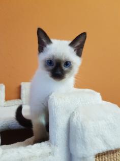 Thaikatze alte Art der Siam Kater Siamkater