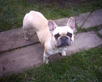 KNAUTSCHGESICHTER SUCHEN NEUE FAMILIE FRANZ. BULLDOG