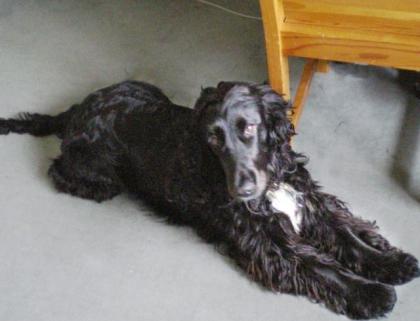 Süßer Cocker Spaniel sucht neues Zuhause