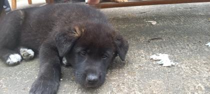 Akita mixe zwei süße rüden