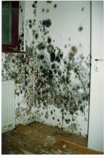Schimmelgutachten und -sanierung