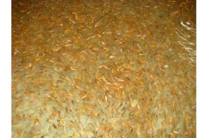 Spitzen KOIBRUT 1-3 cm St. nur 0 33 EUR Grosse Farbenvielfalt Showa Sanke Ko