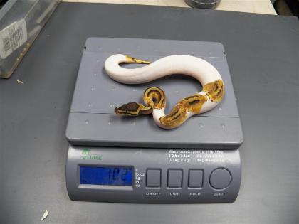 0. 1 Pastel Pied weiblich 75 Weiß