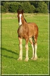 Wunderschönes Shire Horse Hengstfohlen zu verk.