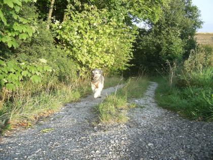 Hundetraining bvl Tierpension Dominik Lang