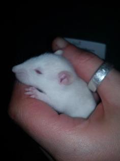 Albino Ratten m/w an Tierliebhaber/innen zu vergeben