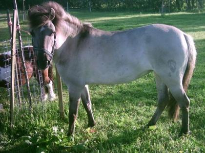 Tarpan Stute Zuchtstute Reitpony Fahrpony