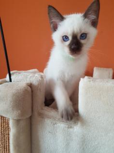 Siamkatze alte Art der Siam Thaikater Kitten in der Farbe blue point