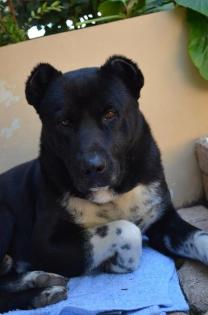 Bär der Labrador Mix hat in Griechenland keine Chance eine Familie zu finden