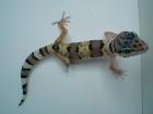 Leopardgecko