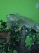 Pancho sucht neues zuhause