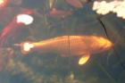 Verkaufe Nachzuchten von japanischen Kois und Shubukingoldfische