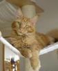 Roter Maine Coon Kater ein absoluter kleiner Schmusebär